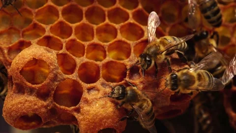 Queen cells along the edges of the combs. Swarming, Hive is preparing to swarm Stock Footage 131905828
