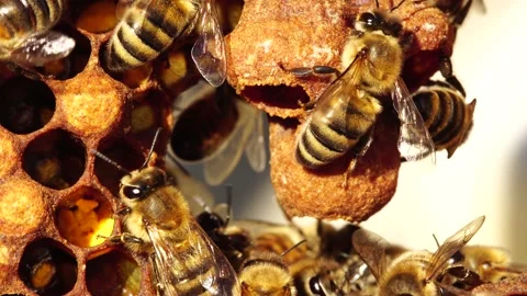 Queen cells along the edges of the combs, Swarm Cells. Swarming Stock Footage 148418283