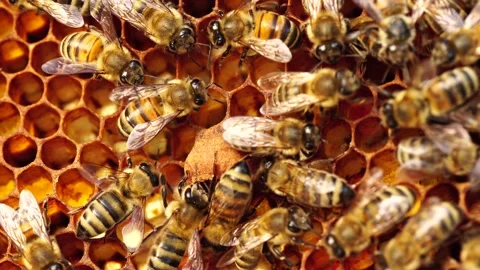 Queen cells along the edges of the combs, Swarm Cells. Swarming Stock Footage 153889483
