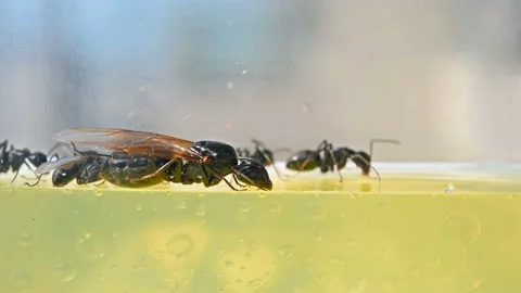 Queen communicating with smaller ants close up Stock Footage 122420958