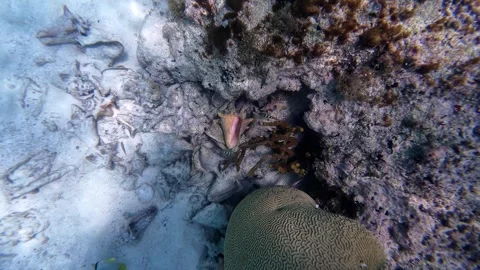 Queen Conch Beside Coral on Sandy Reef Underwater Stock Footage 343839459