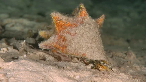 Queen Conch Digging in the Sand for Food in the Caribbean Stockbeeldmateriaal 307484235