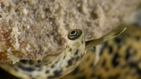 Queen Conch Eye: Extreme Macro Shot in Bonaire’s Caribbean Waters Stockbeeldmateriaal 307484377