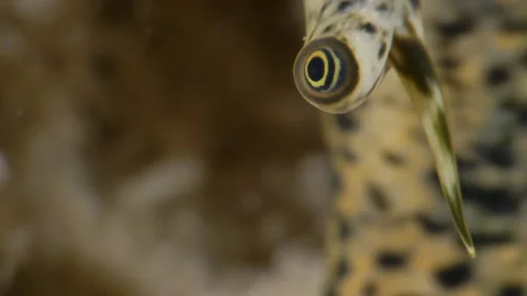 Queen Conch Eye — Extreme Macro in the Caribbean Sea, Bonaire Stockbeeldmateriaal 307484516