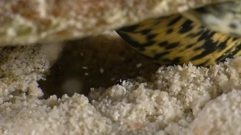 Queen Conch Feeding: Grazing on the Sand in the Caribbean Sea Stockbeeldmateriaal 307484266