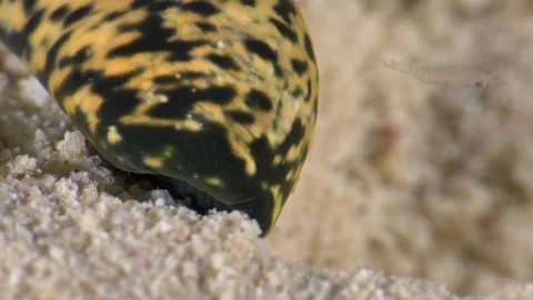 Queen Conch Feeding: Grazing on the Sand in the Caribbean Sea Stockbeeldmateriaal 307484500