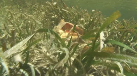 Queen conch flipped up Stock Footage 10753612