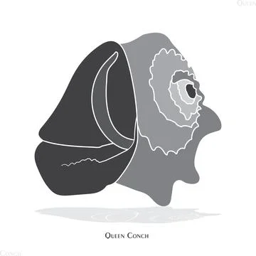 Queen Conch Profile: Elegant Grayscale Illustration of Marine Life Ilustración de archivo
