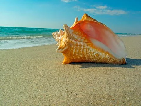 Queen conch shell on a beach Stock Photos