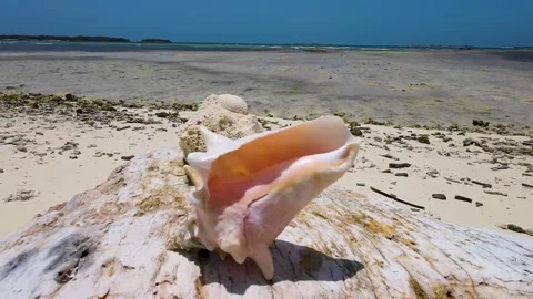 Queen conch shell on white sands and crystal waters barely-touched beach, Stockbeeldmateriaal 254701380