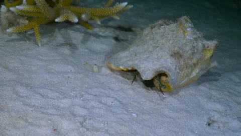 A queen conch slowly moves across a bright sandy seabed. Fine grains of sand Stock Footage 344272350
