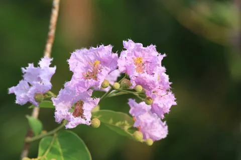 Queen crape myrtle flower Stock Photos