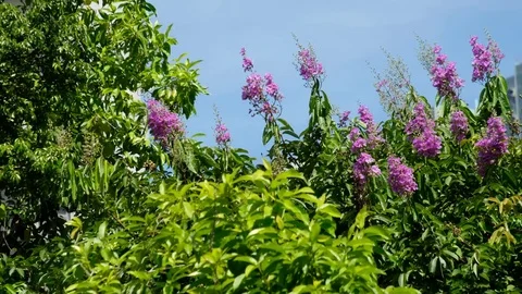 Queen Crape Myrtle Stock Footage 78756998