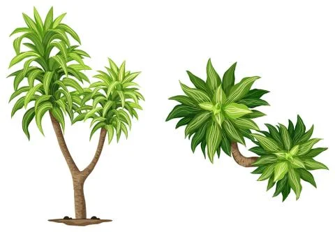 Queen of Dracaenas plant Stock Illustration