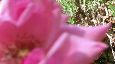 Queen Elizabeth Rose - Close up with racking focus 스톡 동영상 716259