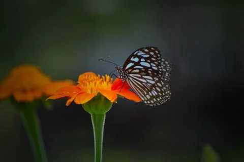 The queen of the flowers Stock Photos