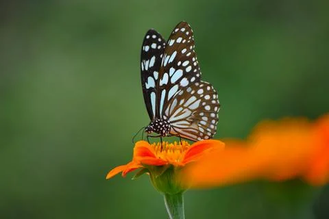 Queen of flowers Stock Photos