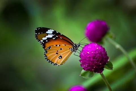 Queen of flowers Stock Photos