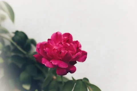 Queen of Flowers Stock Photos