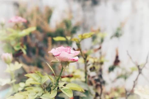 Queen of Flowers Foto stock