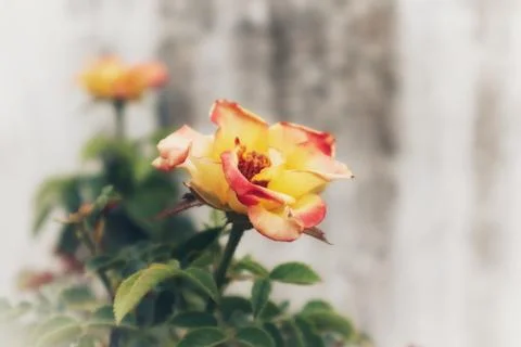 Queen of Flowers Stock Photos