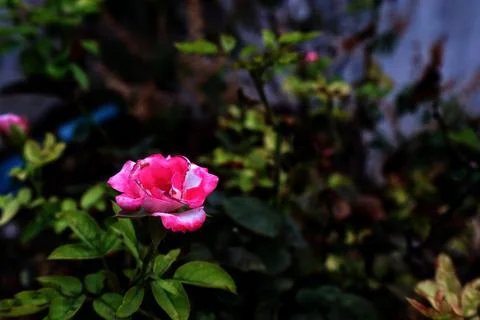 Queen of Flowers Stock Photos