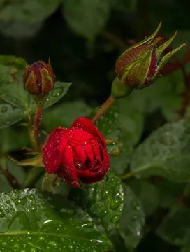 Queen of the Garden Foto stock