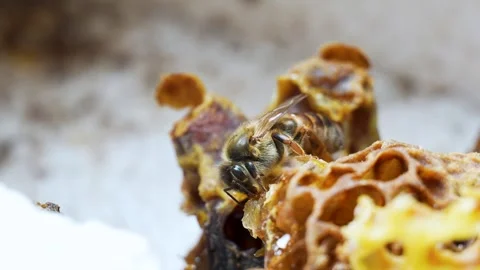 Queen Honey Bee on Queen Cell Macro Slow Motion Close U Stock Footage 341399246