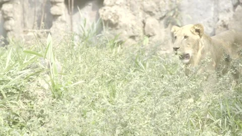 Queen of the Jungle Stalks Stock Footage 283626850
