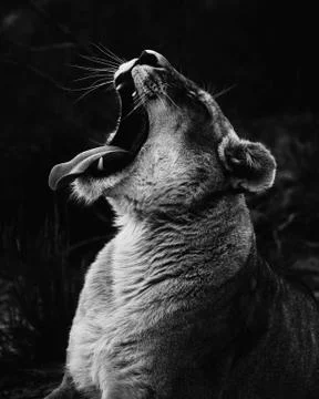 The queen of king Foto stock