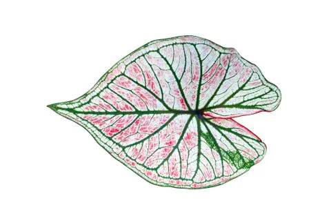 Queen of the Leafy Plants on white background. Stock Photos