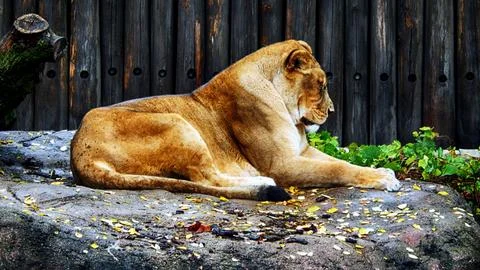 Queen Lion Stock Photos