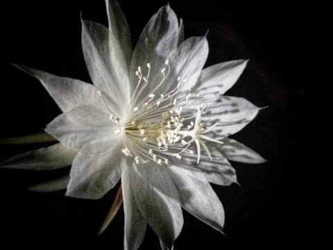 Queen of the Night cactus. Foto stock