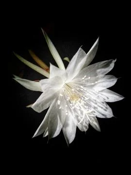 Queen of the Night cactus. Stock Photos