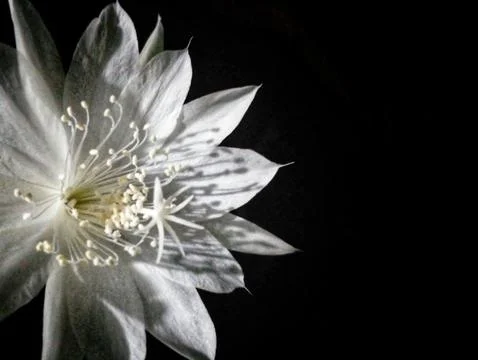 Queen of the Night cactus. Stock Photos