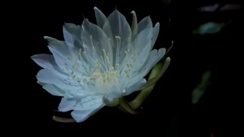 Queen of the Night Flower Stock Footage 287836403