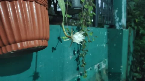 The Queen of Night Flower Video stock 332684504