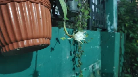 The Queen of Night Flower Stock Footage 332684505