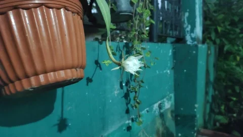 The Queen of Night Flower Video stock 332684506