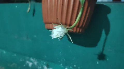 The Queen of Night Flower Video stock 332684507