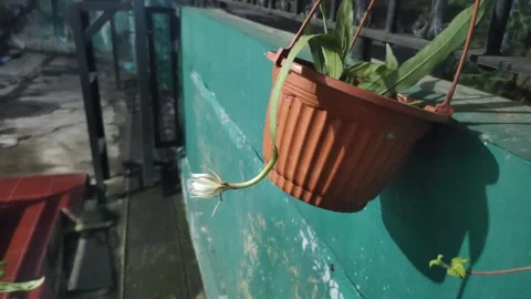 The Queen of Night Flower Видео 332684510