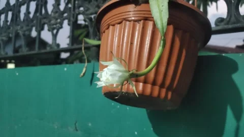 The Queen of Night Flower Video stock 332684513