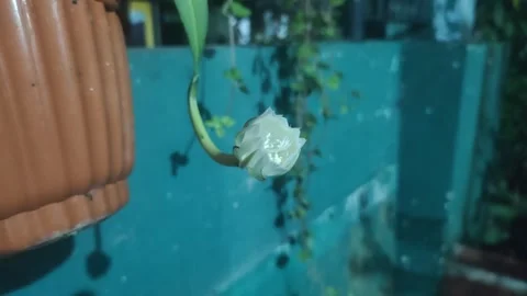 The Queen of Night Flower Video stock 332684519