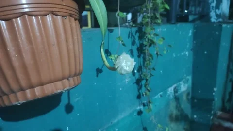 The Queen of Night Flower Stock Footage 332684524