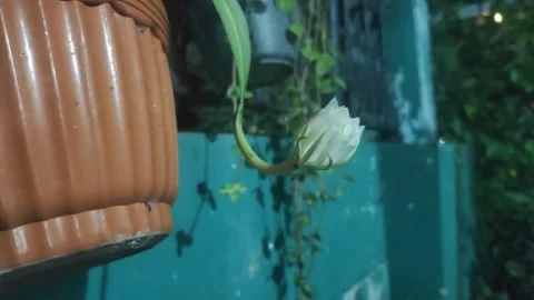 The Queen of Night Flower Video stock 332684553