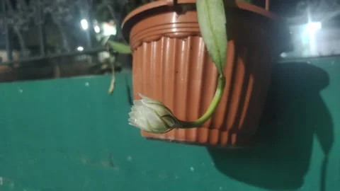 The Queen of Night Flower Видео 332684574