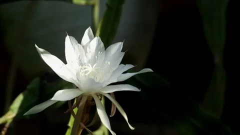 Queen of the Night Flower or Midnight Lady Flower or Epiphyllum oxypetalum i Stock-Footage 336588620