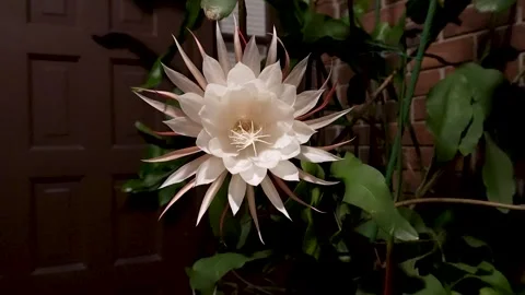 Queen of the Night Flower Subtle Zoom Video Night Garden 20s Stock Footage 325537367