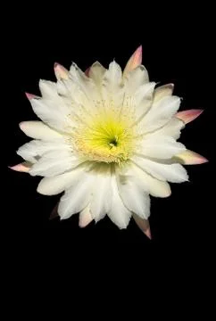 Queen Of The Night Stock-Fotos