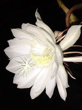 The Queen of the night Stockfoto's